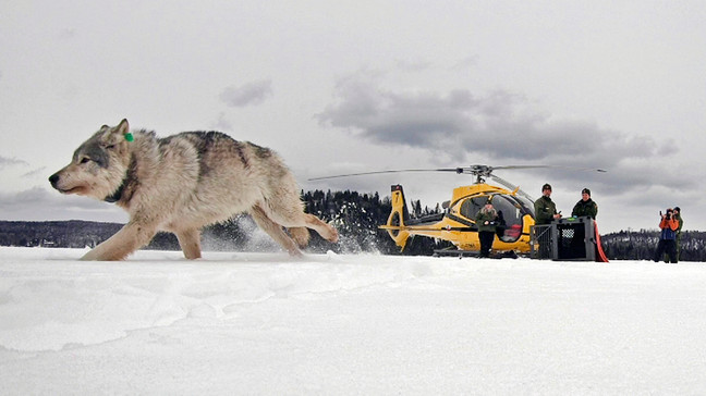 FILE - In this Feb. 28, 2019, file photo, provided by the Ontario Ministry of Natural Resources and Forestry, the U.S. National Park Service and the National Parks of Lake Superior Foundation, a white wolf is released onto Isle Royale National Park in Michigan. (Daniel Conjanu/The National Parks of Lake Superior Foundation via AP, File)