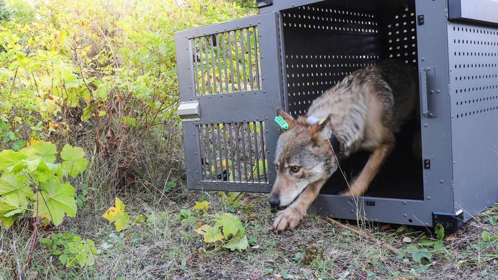 FILE - This Sept. 26, 2018, file photo provided by the National Park Service shows a 4-year-old female gray wolf emerges from her cage as it is released at Isle Royale National Park in Michigan. (National Park Service via AP, File)