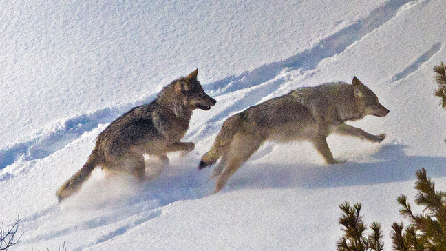 FILE - This aerial photo taken in February 2023 shows two wolf pups frolicking in the snow at Michigan’s Isle Royale National Park. (Rolf Peterson, Michigan Technological University)
