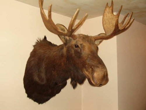 MOOSE.JPG