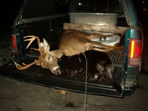 2003 Deer.JPG