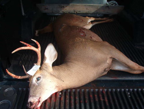 2003 Deer with bow.JPG