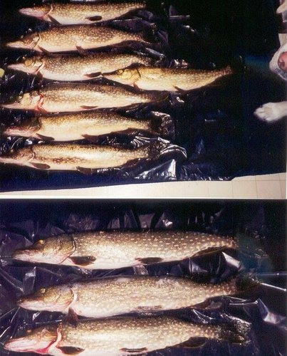 mess of pike2.jpg