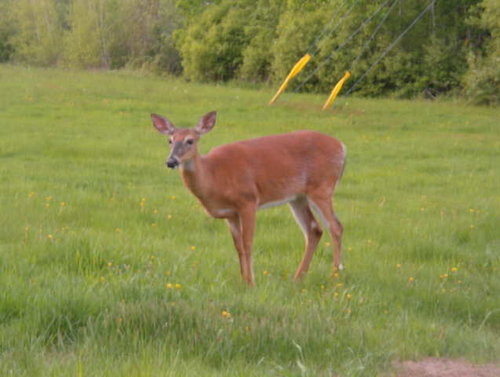 live deer.JPG