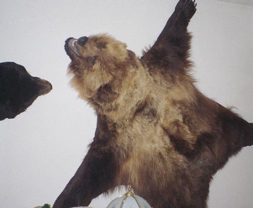 bear rug1.jpg