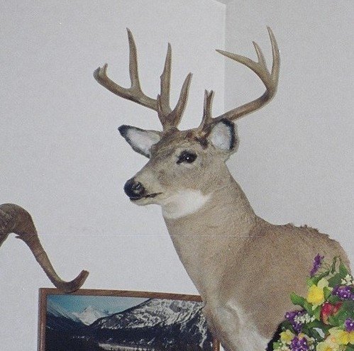 deer mounts2.jpg