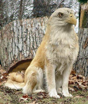 Bird dog 1.jpg