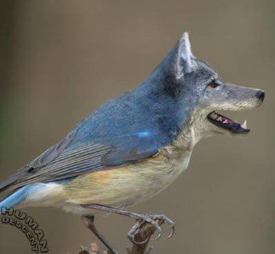 bird dog 2.jpg