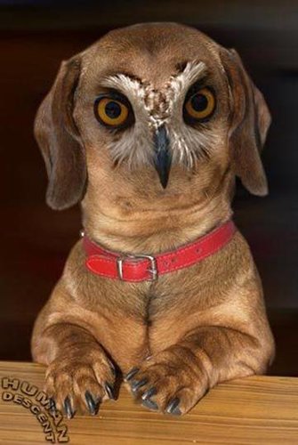 bird dog 3.jpg