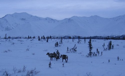 Broad Pass Caribou1.jpg