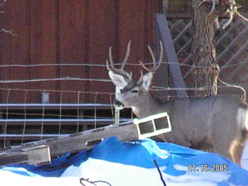 Deer3.JPG