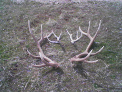 2 26 05 first elk sheds.jpg