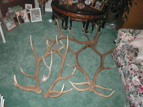 2005 elk sheds.jpg