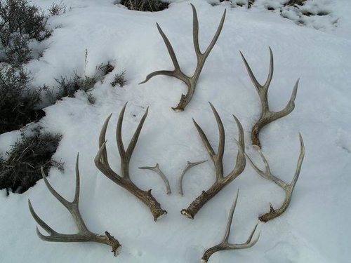 O5 antlers.jpg