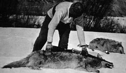 archives gun measured wolf.JPG