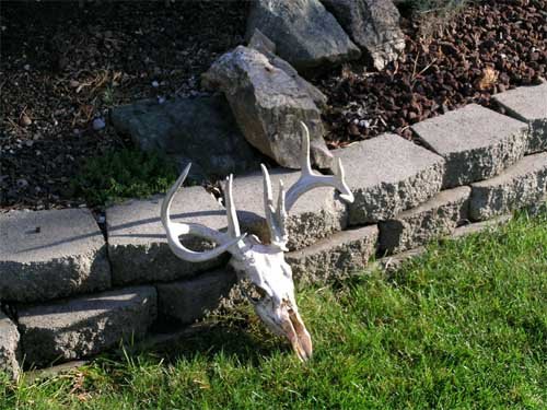 Lewiston Hill Skull, Oct 2004.3.jpg