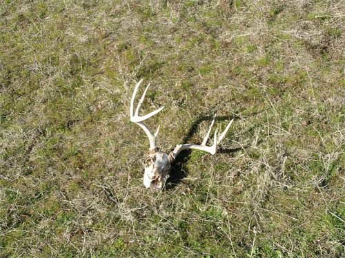 Deer Skull 4.3.jpg