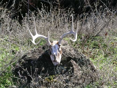 Deer Skull 5.3.jpg
