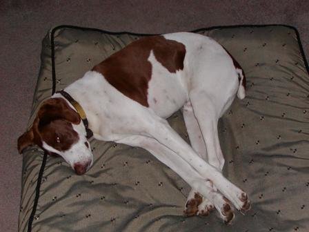My Puppy.jpg
