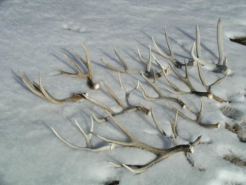 Antlers Mar 11.jpg