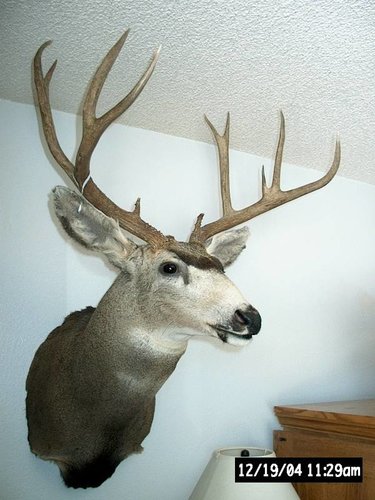 Deer Mount.JPG