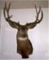 2001 Deer Mount.jpg