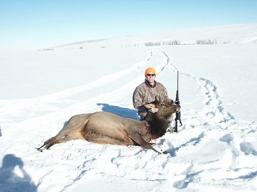 2004Elk1.JPG