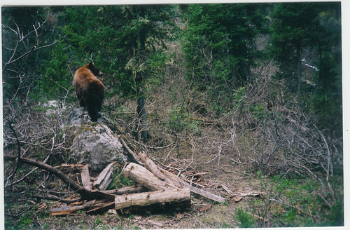 Cinnamon Bear on Log.jpg