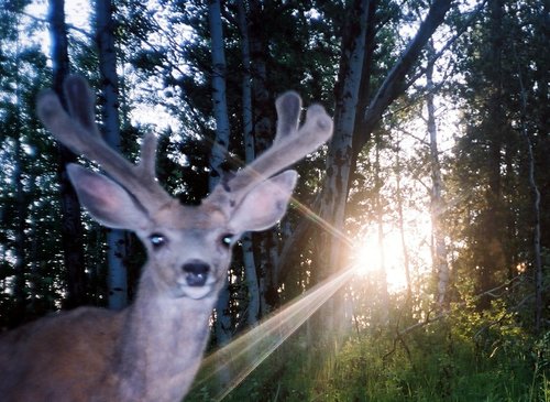 Fremont Co Deer 1.jpg