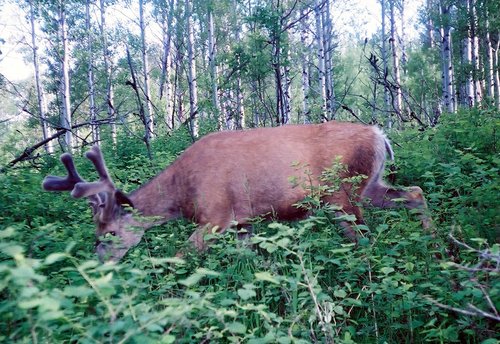 Fremont Co Deer 2.jpg