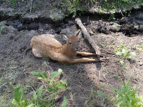 Elk calf.jpg