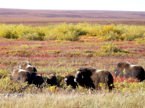 Musk Oxen group.JPG