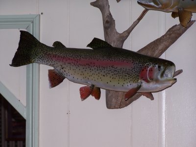 rainbow trout.jpg
