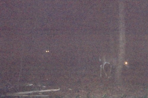 pic66.jpg
