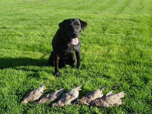 coal&chukars.JPG