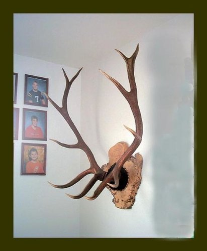 elk3.jpg