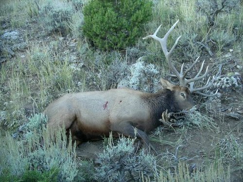 Resize of 2005 Elk 016.JPG