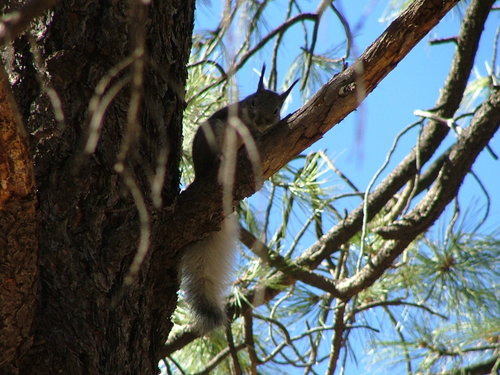 Horned Squirrel.JPG