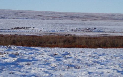 5 slope moose.JPG