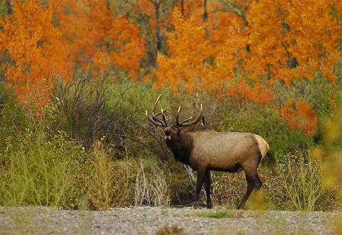 bull-elk012-bule-bugle-crop.jpg