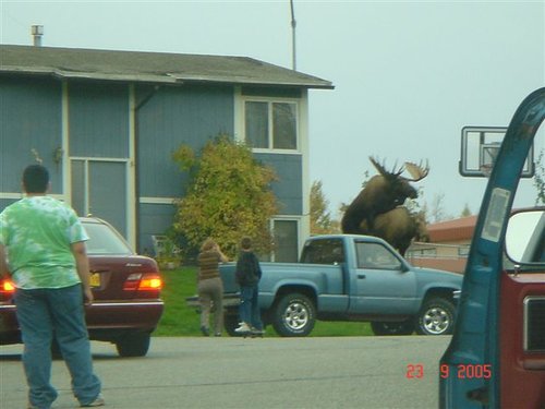 moosemount.jpg