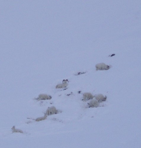 Atigun Ram bedded.JPG