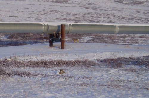 Wolves on the Pad1.JPG