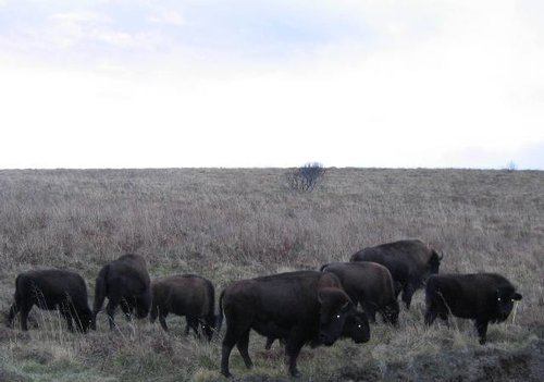 Kodiak bison2.jpg