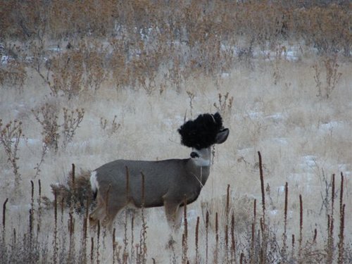 pookie the deer.jpg
