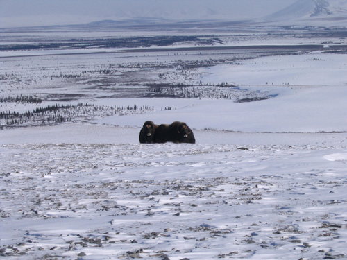 Musk Ox in Noatak Nat. Park & preserve.JPG