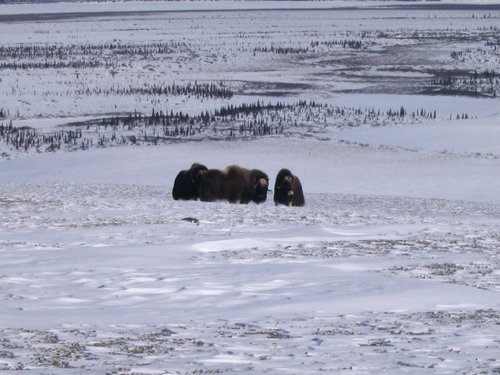 Musk Ox in Noatak Nat. Park & preserve 3.JPG