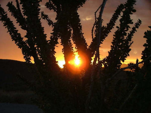 Ocotillo.jpg