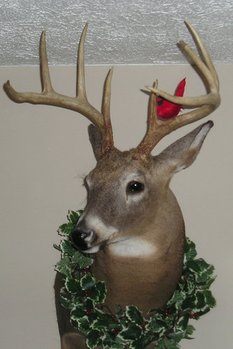 deer20052.jpg