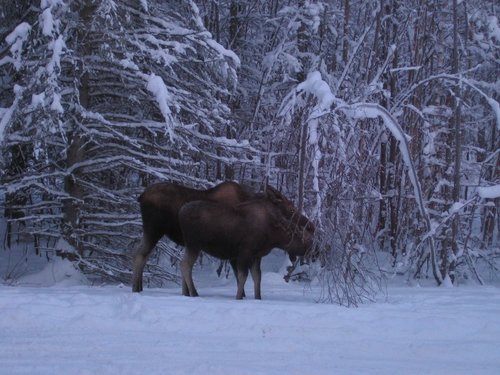 Moose 2.JPG